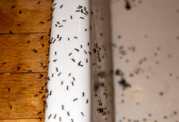 Best Mosquito Control Services  in Mona, UT