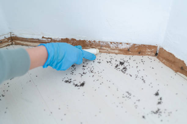 Best Ant Control Services  in Mona, UT